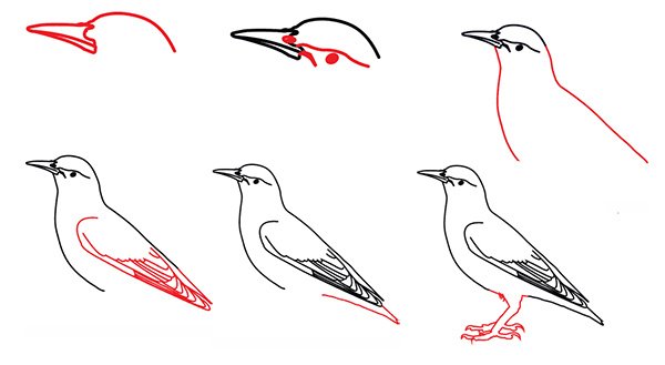 Этапы рисования скворца