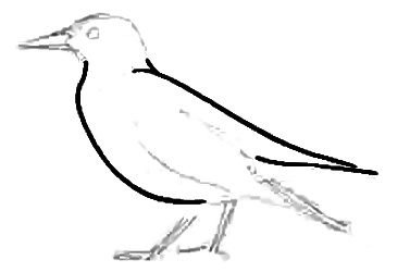 Методика рисования птиц