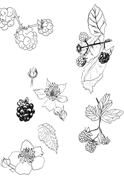 Строение ягод ежевики
