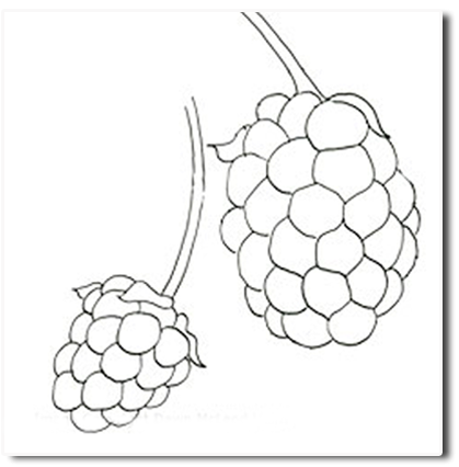 Шелковаца рисунок карандаш