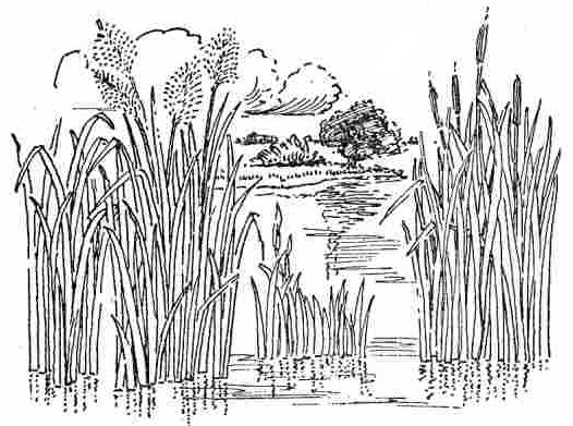 Камыш рисунок