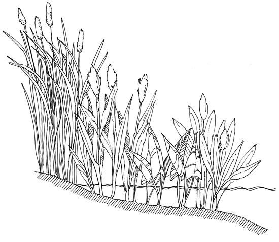 Раскраска камыши на болоте