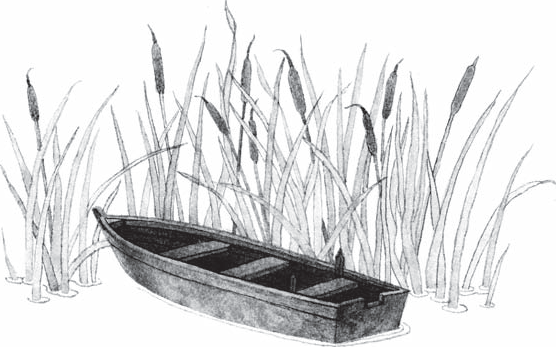 Камыш рисунок карандашом