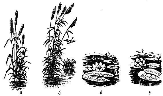 Трафарет водные растения