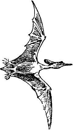 Раскраски динозавры Птеранодон