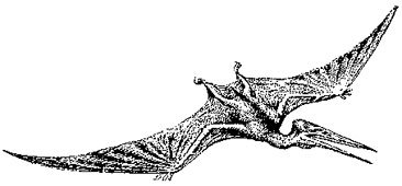 Птерозавр рисунок