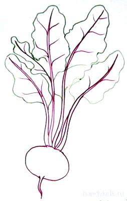 Свекла поэтапное рисование