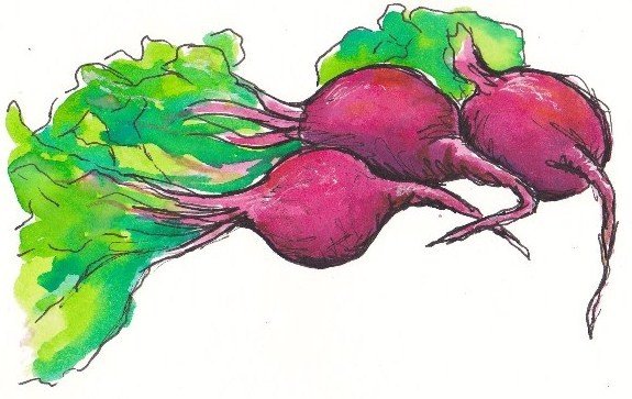 Свекла иллюстрация