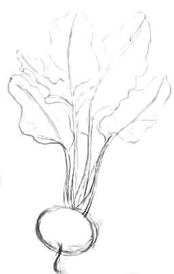 Свекла этапы рисование