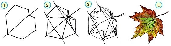 Как рисовать кленовый лист поэтапно для начинающих