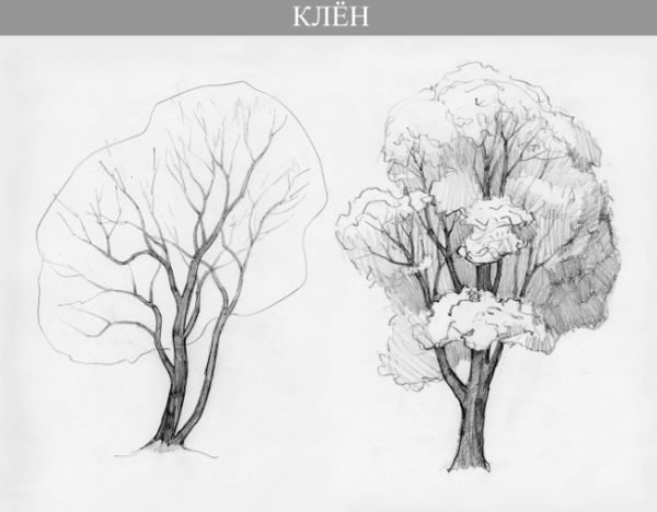 Рисунки разных пород деревьев карандашом