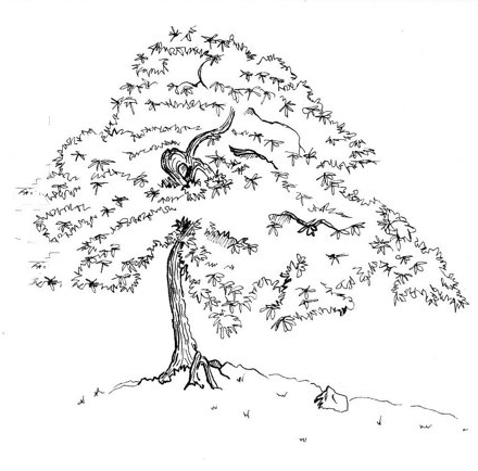 Нарисовать дерево клен карандашом