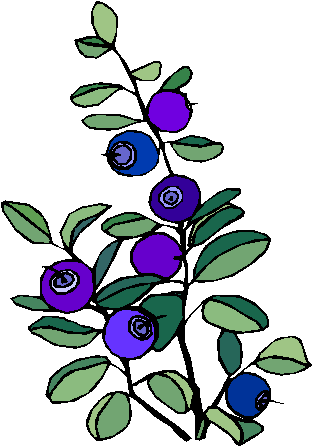 Рисование черника старшая группа