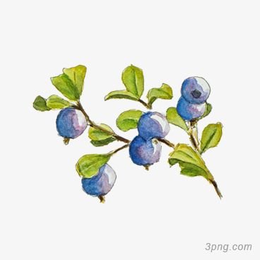 Черника кустик иллюстрация