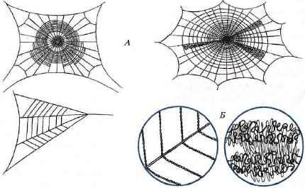 Ловчие сети различных видов пауков и строение