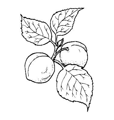 Ветка абрикоса раскраска для детей