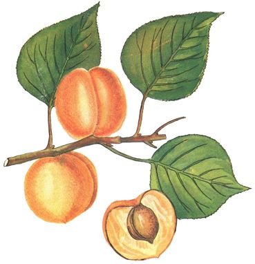 Эдуты фруктов акварель