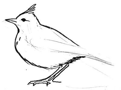 Жаворонок поэтапное рисование