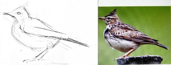 Романс Глинки Жаворонок рисунок