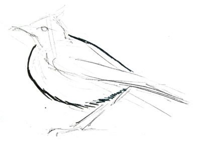 Жаворонок поэтапное рисование