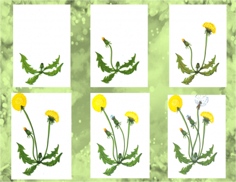 Стадии развития одуванчика