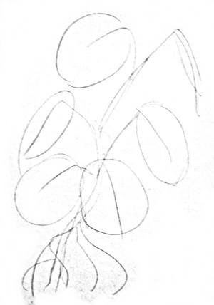 Лианы карандашом поэтапно