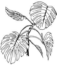 Тропические растения раскраска