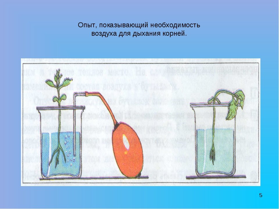 Объясните почему растение во 2 стакане завяло. Дыхание растений 6 класс биология опыт. Опыт по биологии 6 класс дыхание растений. Опыт доказывающий дыхание растений. Опыты с растениями.
