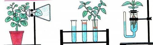 Эксперименты с растениями по биологии