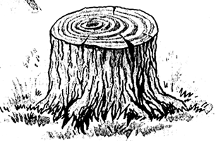 Срубленный пень