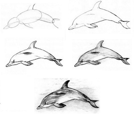 Дельфин рисунок поэтапно
