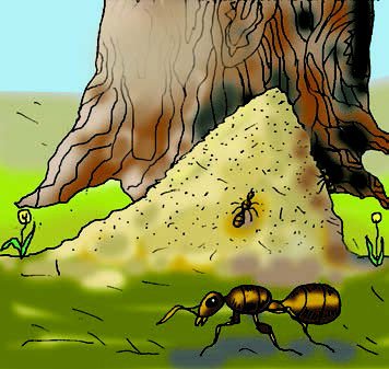 Муравейник с Северной стороны