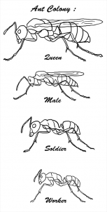 Рисуем муравья поэтапно