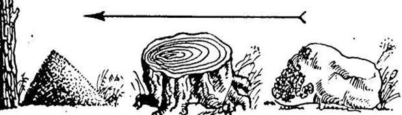 Как определить стороны горизонта по муравейнику