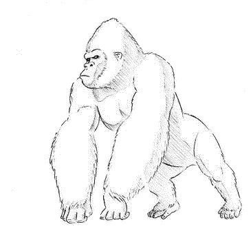 Горилла сидит рисунок