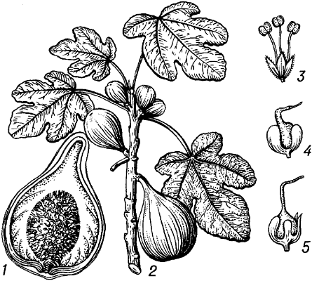 Инжир дерево