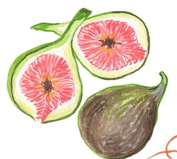 Инжир карандашом