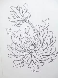 Хризантемы карандашом