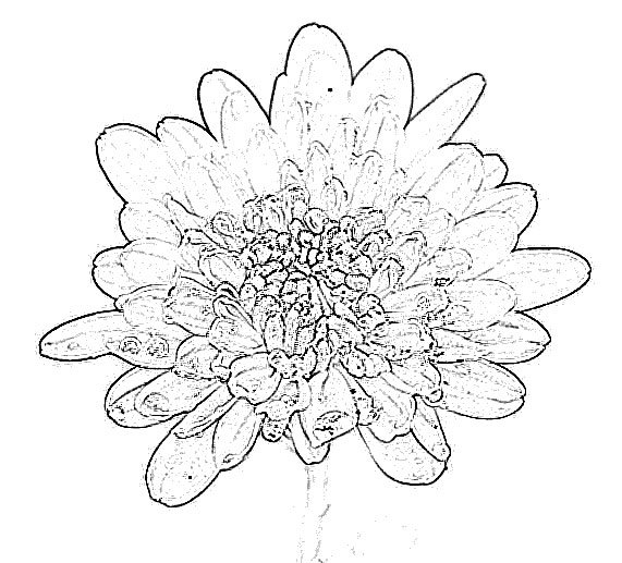Хризантема рисунок для срисовки