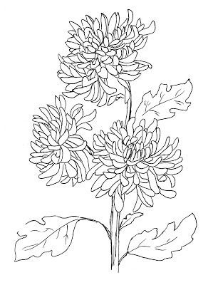 Хризантема раскраска для детей
