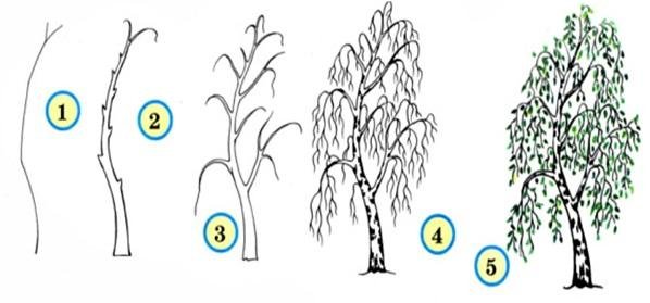 Поэтапное рисование березы