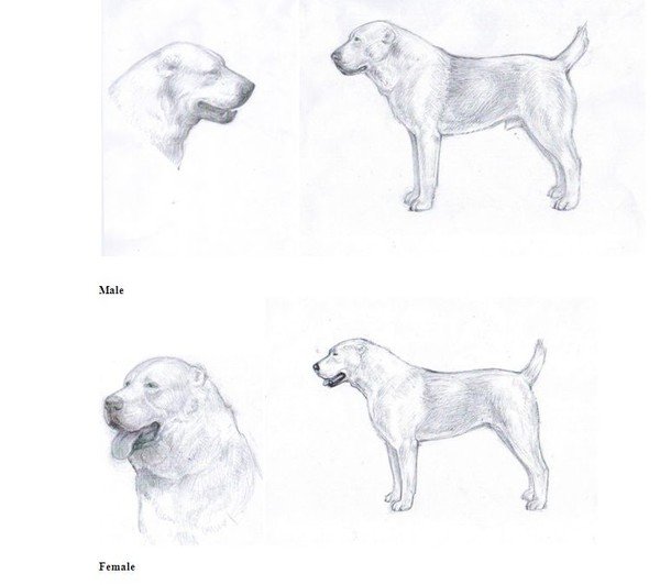 Нарисовать собаку поэтапно карандашом алабая