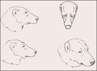 Английский мастиф раскраска