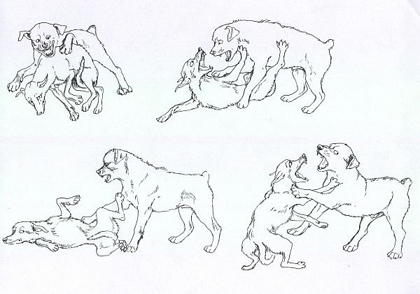 Голова алабая строение