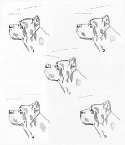 Сенбернар раскраска