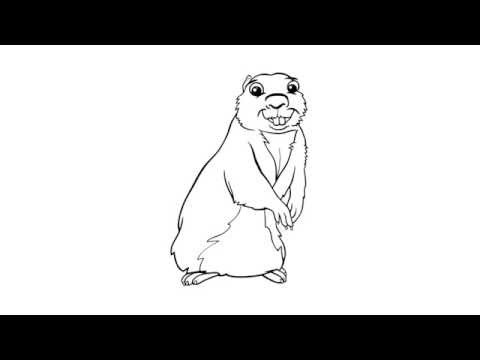 Поэтапное рисование суслика