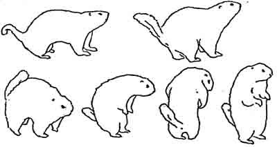 Сурок поэтапное рисование
