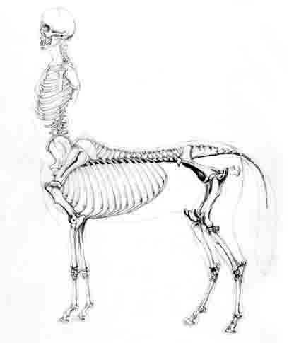 Механическое приспособление для изображения кентавра