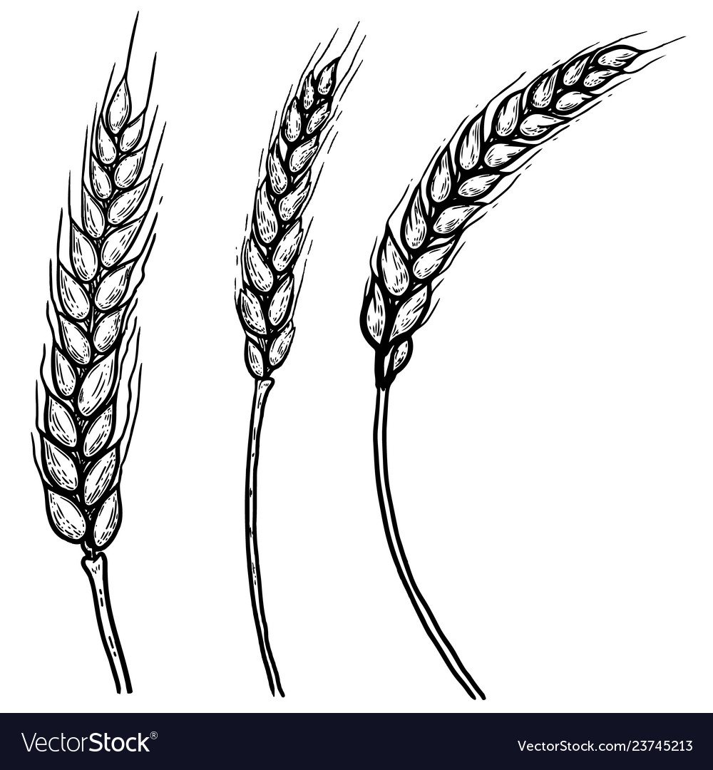 Пшеница гравюра Колос