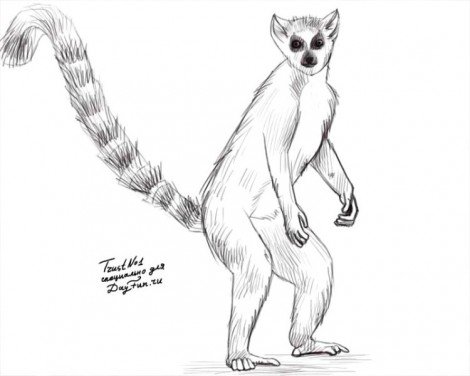 Лемур рисунок поэтапно